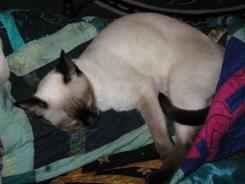 more kittens